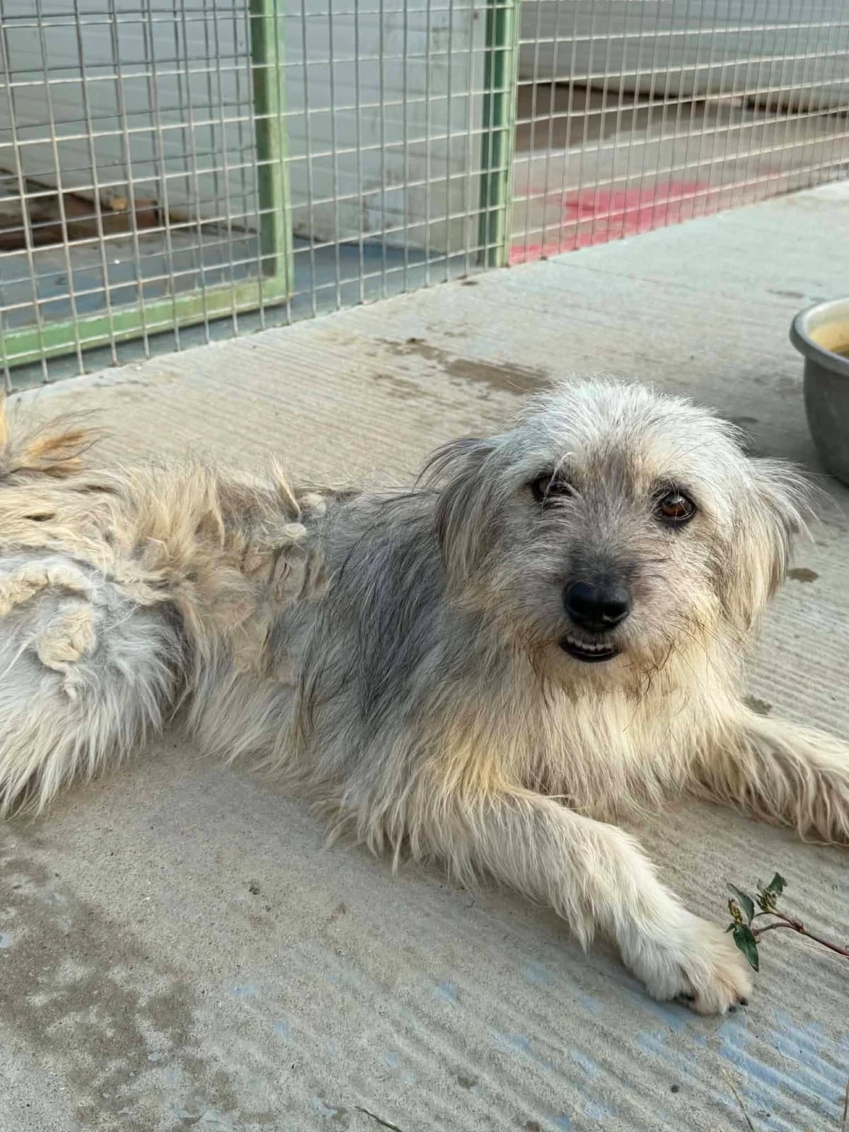 Yarra, female young Mixed Breed for adoption at Paws2Rescue