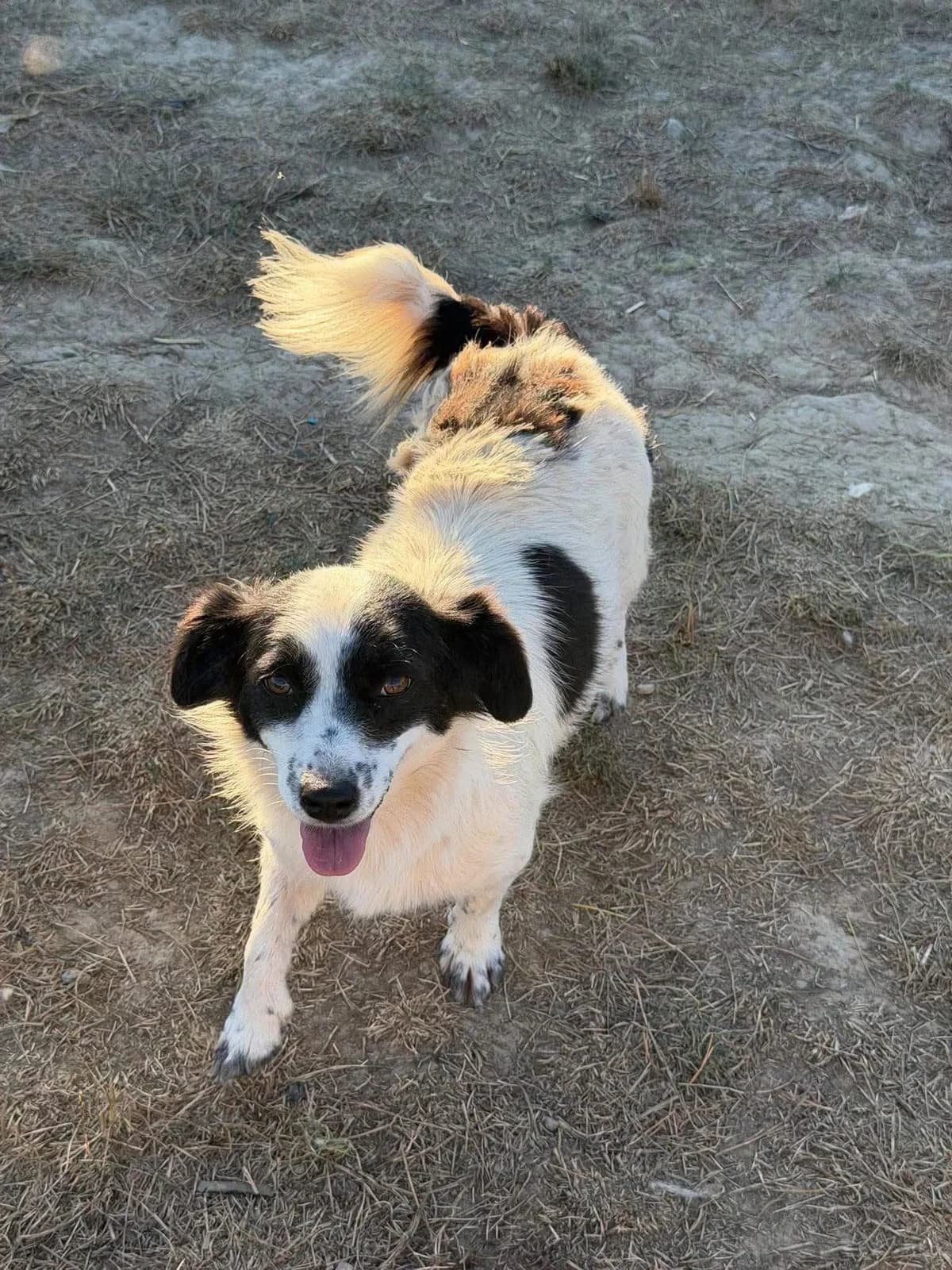Bunny, female 3yo Mixed Breed for adoption at Paws2Rescue