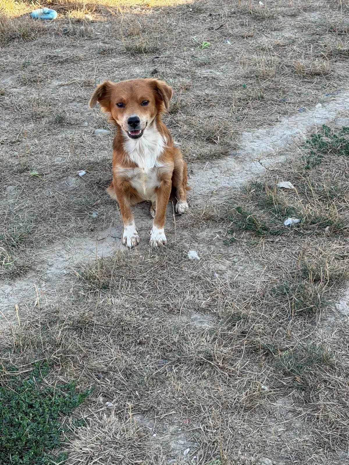 Rolo, male 3yo Mixed Breed for adoption at Paws2Rescue