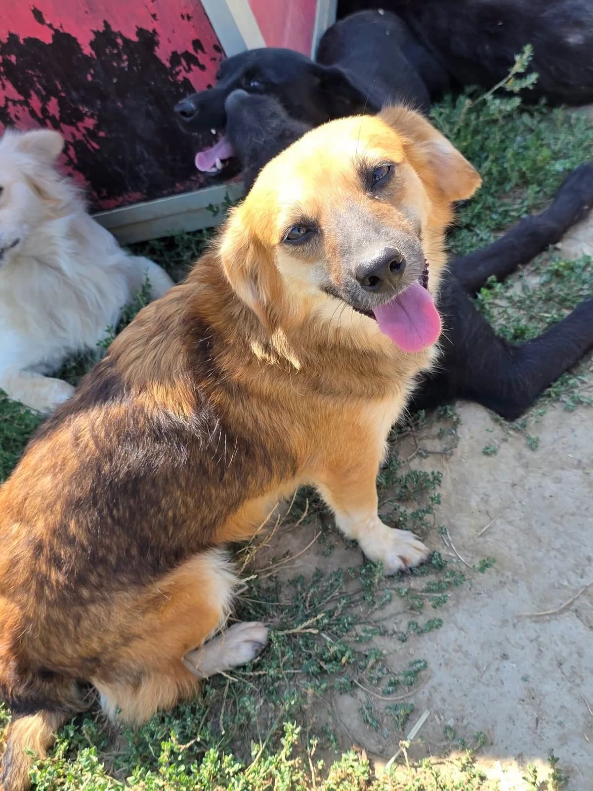 Elsie, female 3yo Mixed Breed for adoption at Paws2Rescue