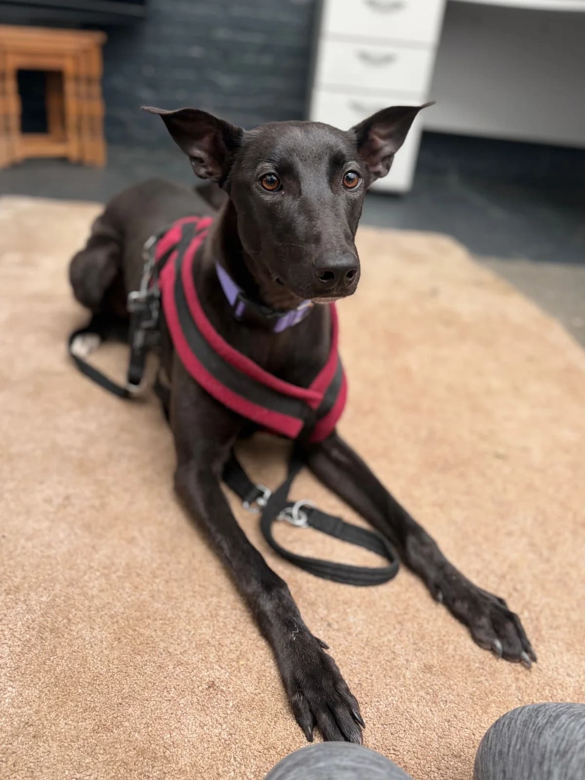 Brooke, female Lurcher for adoption at Paws A While Shelter, Alrewas