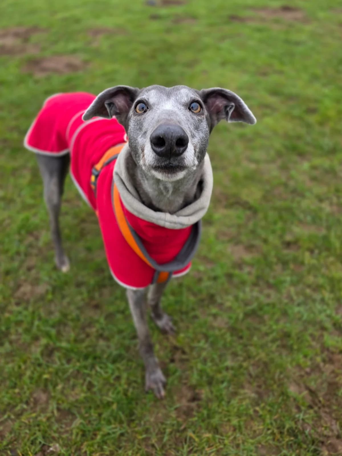 Jasper, male Cockapoo for adoption at Paws A While Shelter, Alrewas