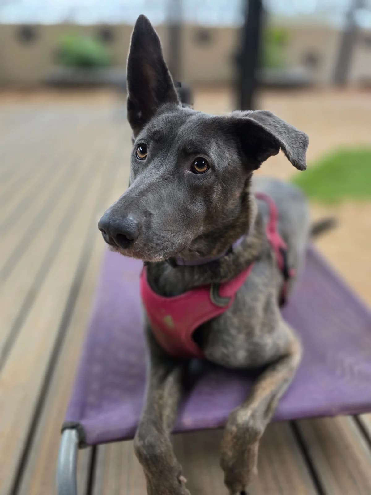 Jasper, male Cockapoo for adoption at Paws A While Shelter, Alrewas
