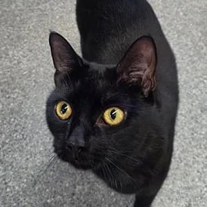 Betty, female Mixed Breed for adoption at Paws & Claws Animal Rescue Service