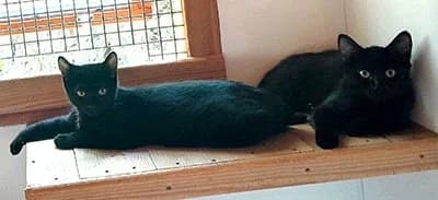 Bella & Daisy,  puppy Mixed Breed for adoption at Paws & Claws Animal Rescue Service