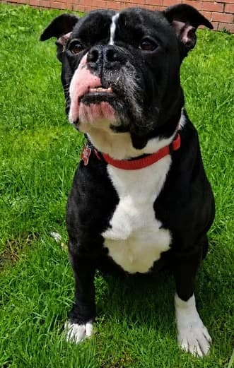 Albie, male 6yo Mixed Breed for adoption at Pennine Pen Animal Rescue CIO