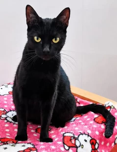 Anna, female young Mixed Breed Cat for adoption at Pennine Pen Animal Rescue CIO