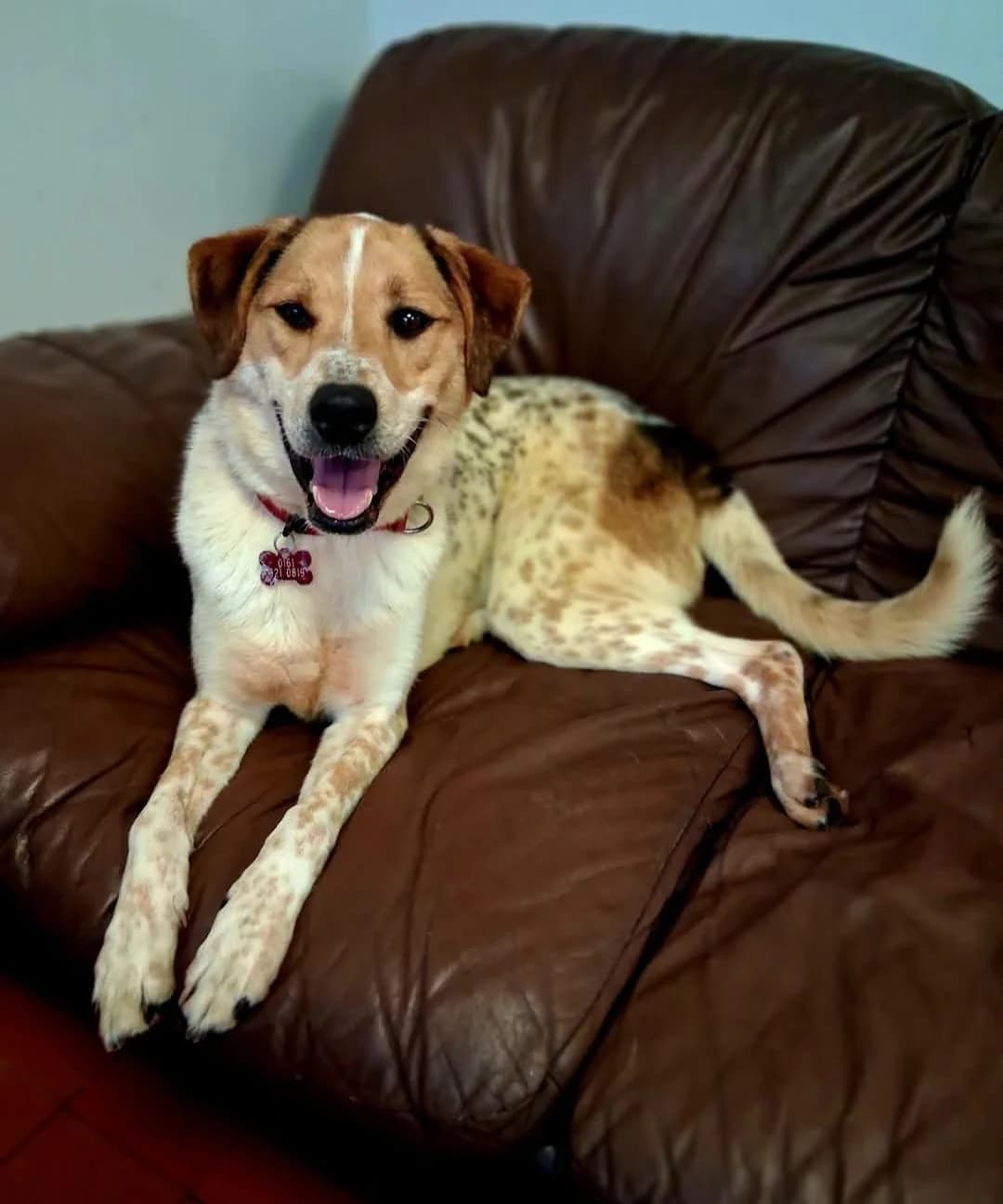 Axel, male 6yo Mixed Breed for adoption at Pennine Pen Animal Rescue CIO