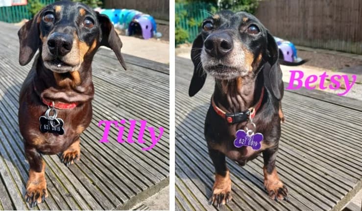 Betsy & Tilly, senior Dachshund for adoption at Pennine Pen Animal Rescue CIO