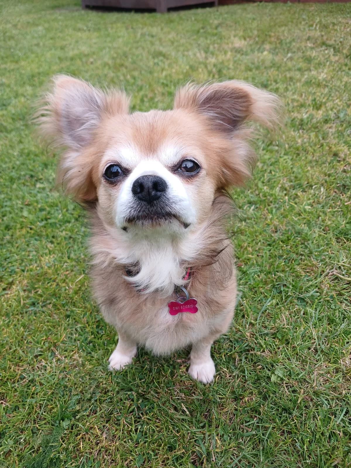 Buster, male senior Chihuahua for adoption at Pennine Pen Animal Rescue CIO
