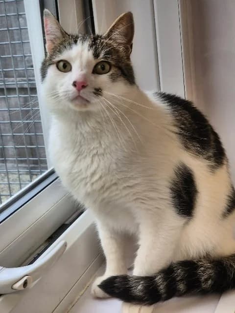 Cameron, male senior Mixed Breed Cat for adoption at Pennine Pen Animal Rescue CIO