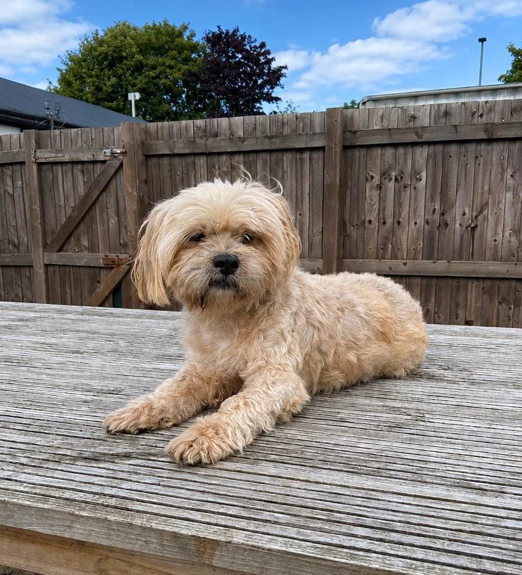 Champ, male senior Shih Tzu for adoption at Pennine Pen Animal Rescue CIO