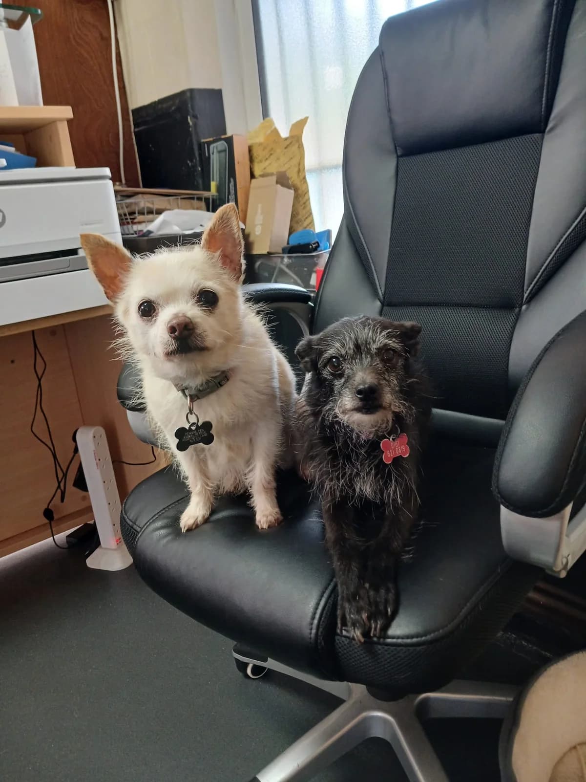 Daisy & Luna, female senior Mixed Breed for adoption at Pennine Pen Animal Rescue CIO