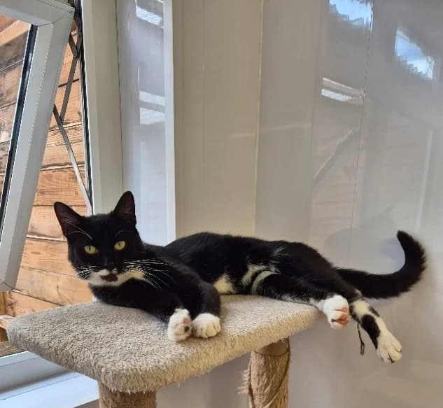 Dec, male young Mixed Breed Cat for adoption at Pennine Pen Animal Rescue CIO