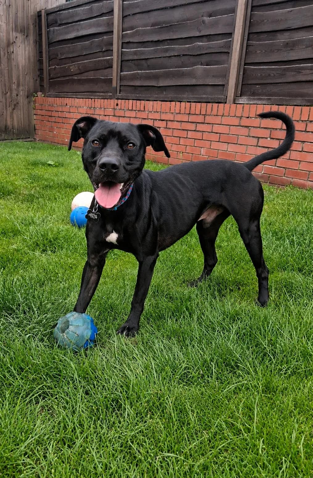 Diesel, male young Mixed Breed for adoption at Pennine Pen Animal Rescue CIO