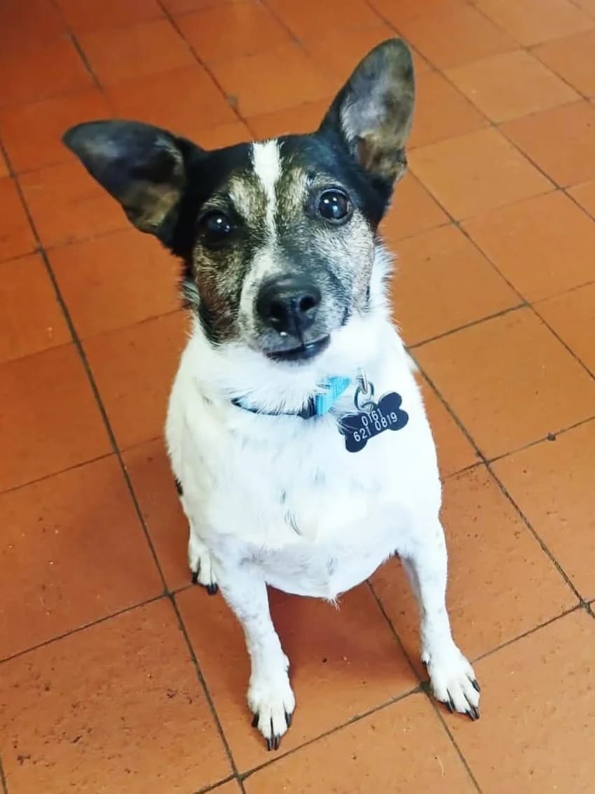 Fergie, male senior Jack Russell Terrier for adoption at Pennine Pen Animal Rescue CIO