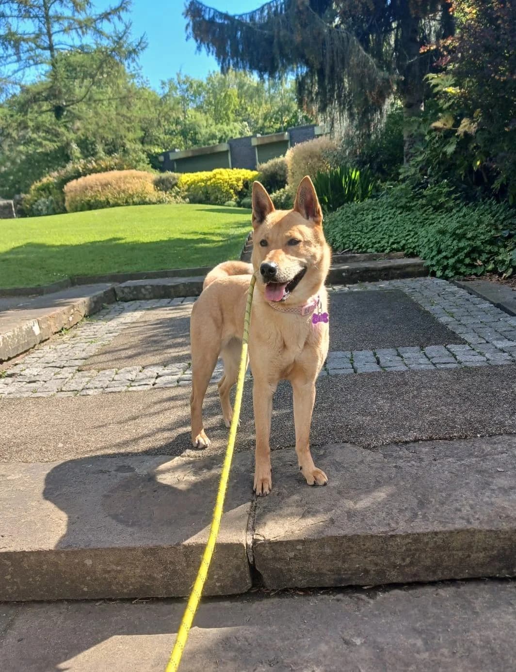 Foxy, female Mixed Breed for adoption at Pennine Pen Animal Rescue CIO
