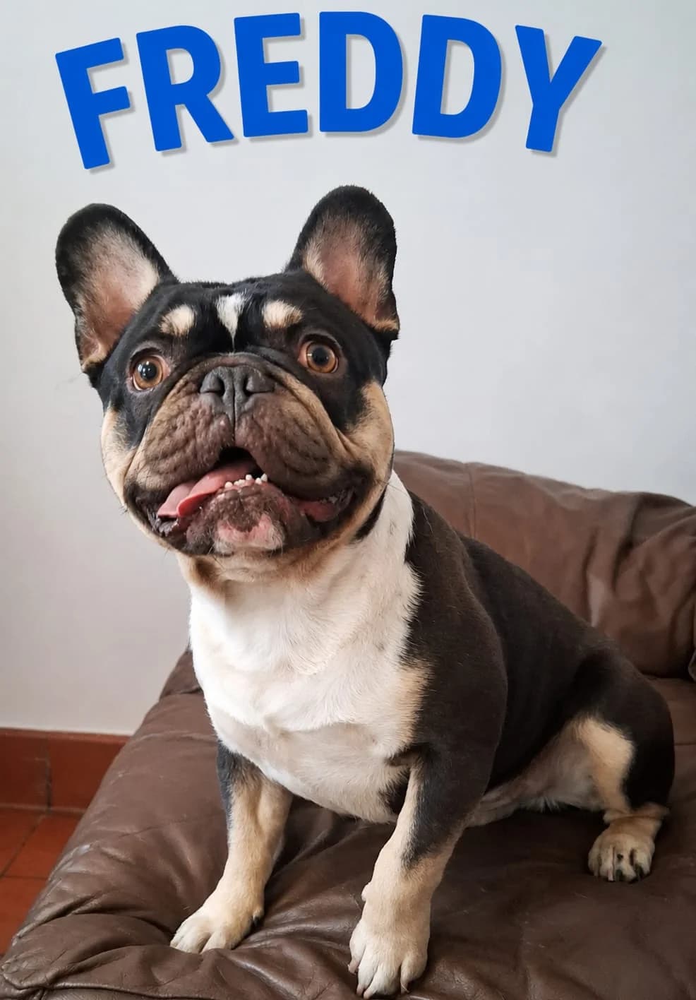 Freddy, male 3yo English Bulldog for adoption at Pennine Pen Animal Rescue CIO