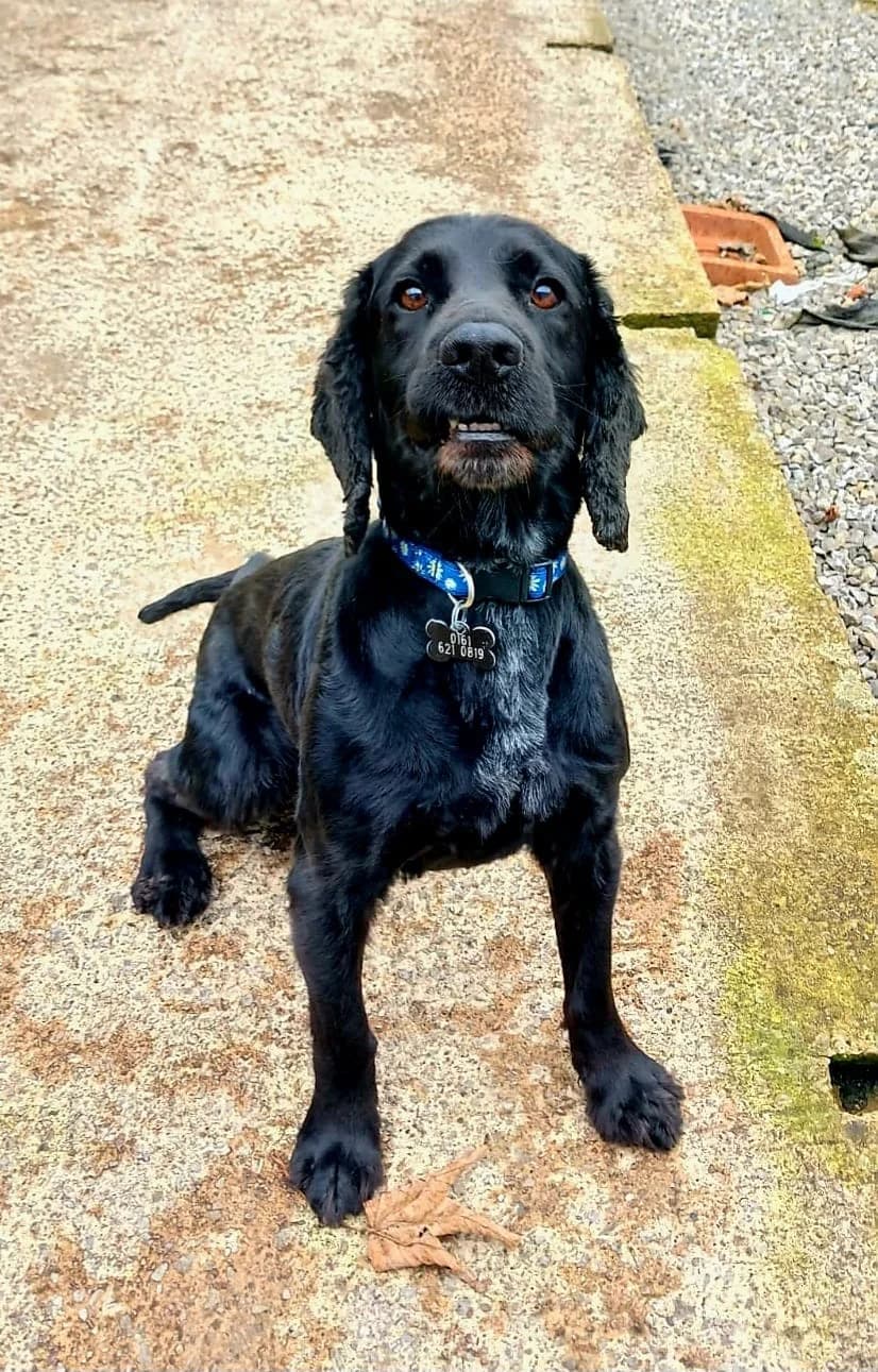 Freddy, male senior Cocker Spaniel for adoption at Pennine Pen Animal Rescue CIO