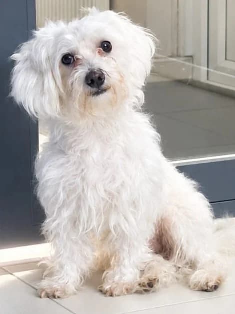 Fufu, male senior Bichon Frisé for adoption at Pennine Pen Animal Rescue CIO