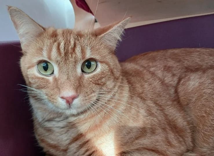 Garfield, male 3yo Mixed Breed Cat for adoption at Pennine Pen Animal Rescue CIO