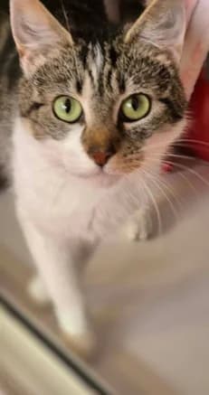 Gretchen, female senior Mixed Breed Cat for adoption at Pennine Pen Animal Rescue CIO