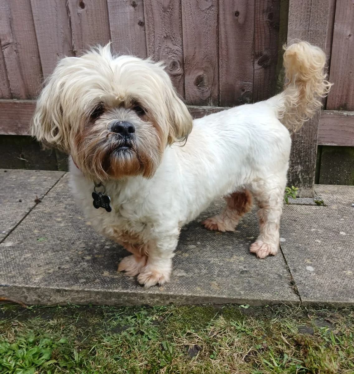 Helen, female 7yo Shih Tzu for adoption at Pennine Pen Animal Rescue CIO