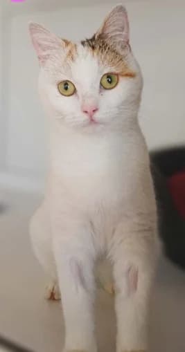 Kylie, female senior Mixed Breed Cat for adoption at Pennine Pen Animal Rescue CIO