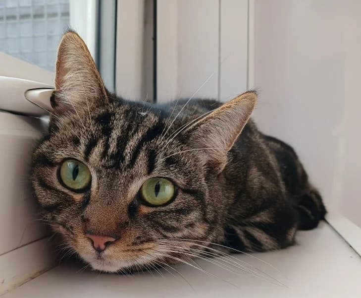 Lana, female 3yo Mixed Breed Cat for adoption at Pennine Pen Animal Rescue CIO