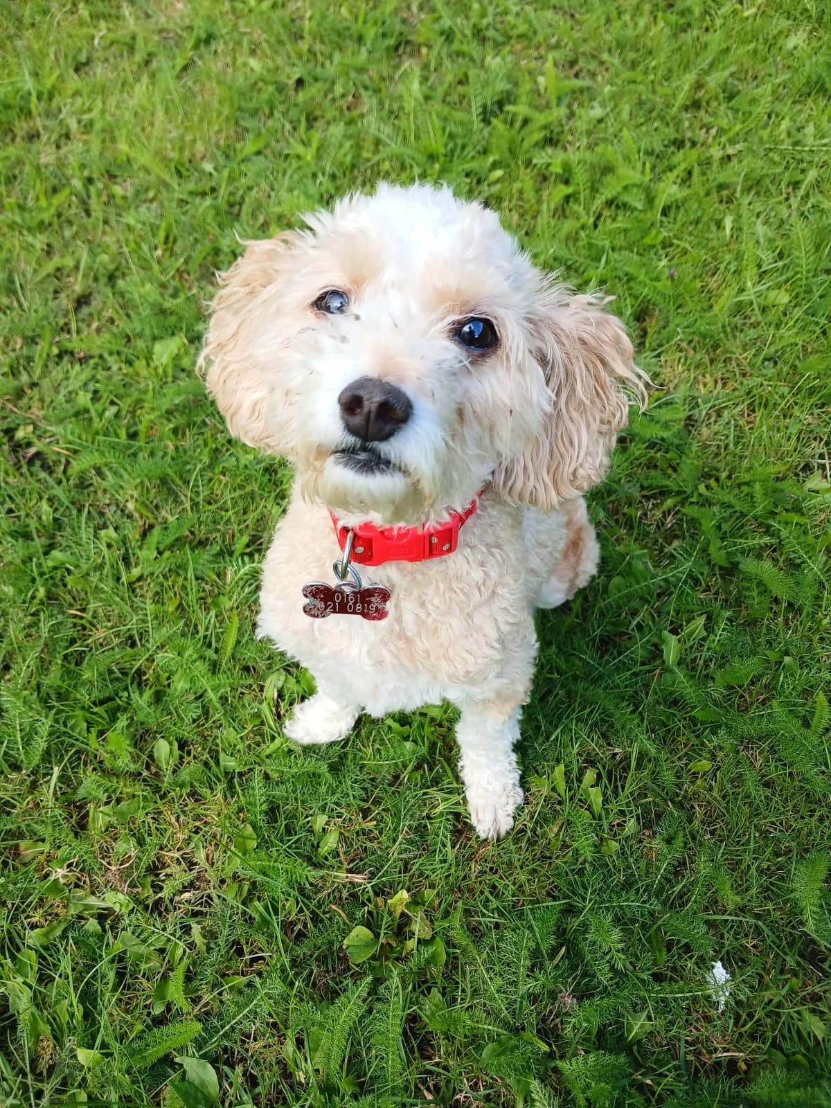 Luna, female senior Cavapoo for adoption at Pennine Pen Animal Rescue CIO