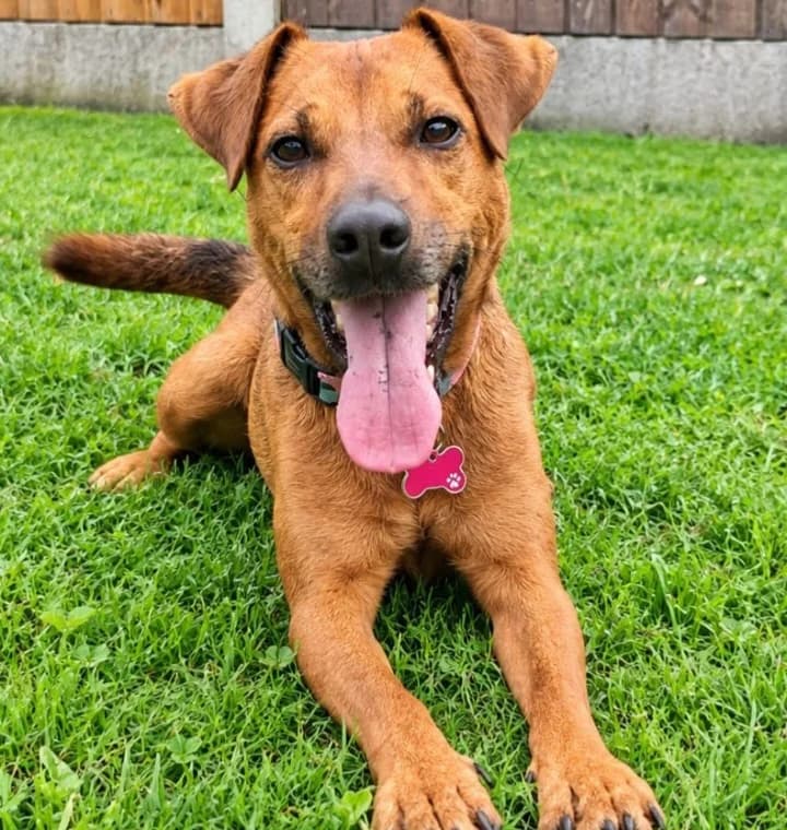 Margot, female 3yo mixed breed for adoption at Pennine Pen Animal Rescue CIO