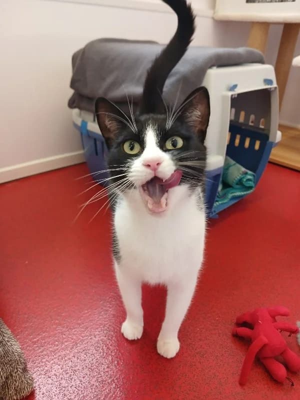 Oreo, female 3yo Mixed Breed Cat for adoption at Pennine Pen Animal Rescue CIO