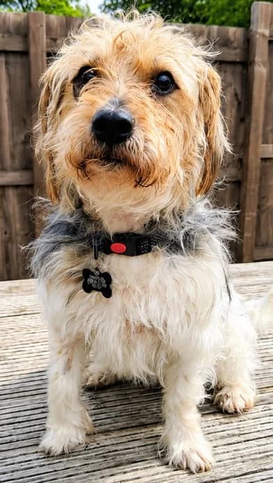 Rocky, male senior Mixed Breed for adoption at Pennine Pen Animal Rescue CIO