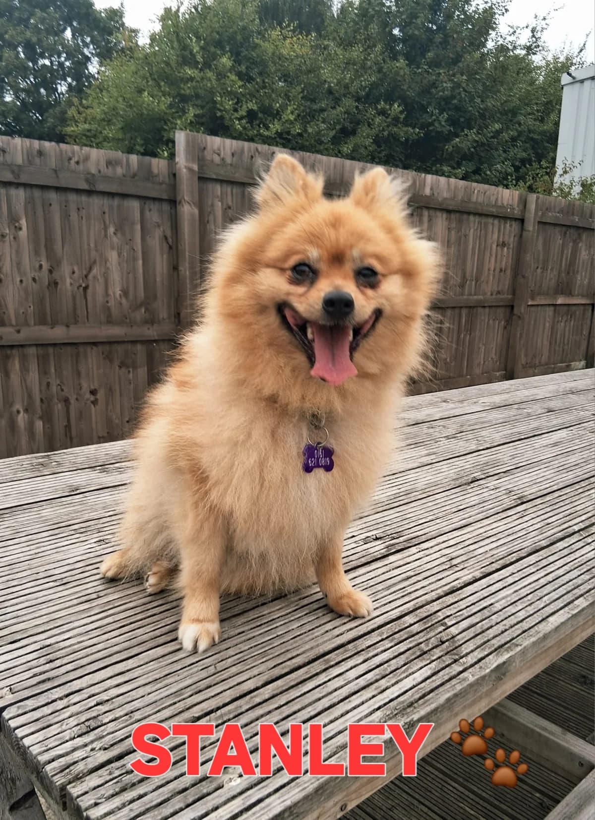 Stanley, male 3yo Pomeranian for adoption at Pennine Pen Animal Rescue CIO