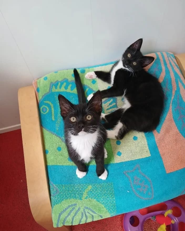 Venus & Serena,  puppy Mixed Breed Cat for adoption at Pennine Pen Animal Rescue CIO