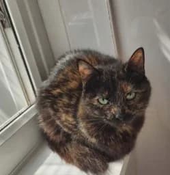 Violet, female young Mixed Breed Cat for adoption at Pennine Pen Animal Rescue CIO