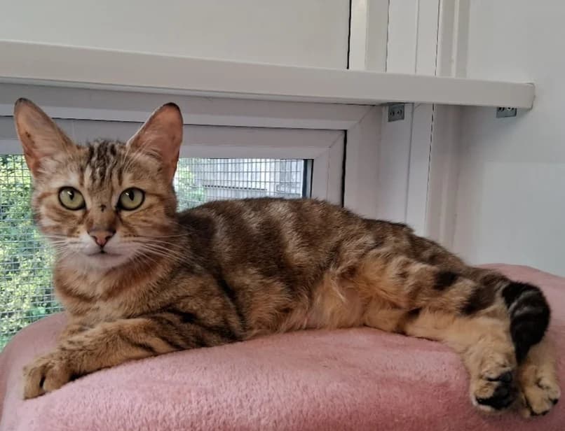 Yuna, female puppy Mixed Breed Cat for adoption at Pennine Pen Animal Rescue CIO