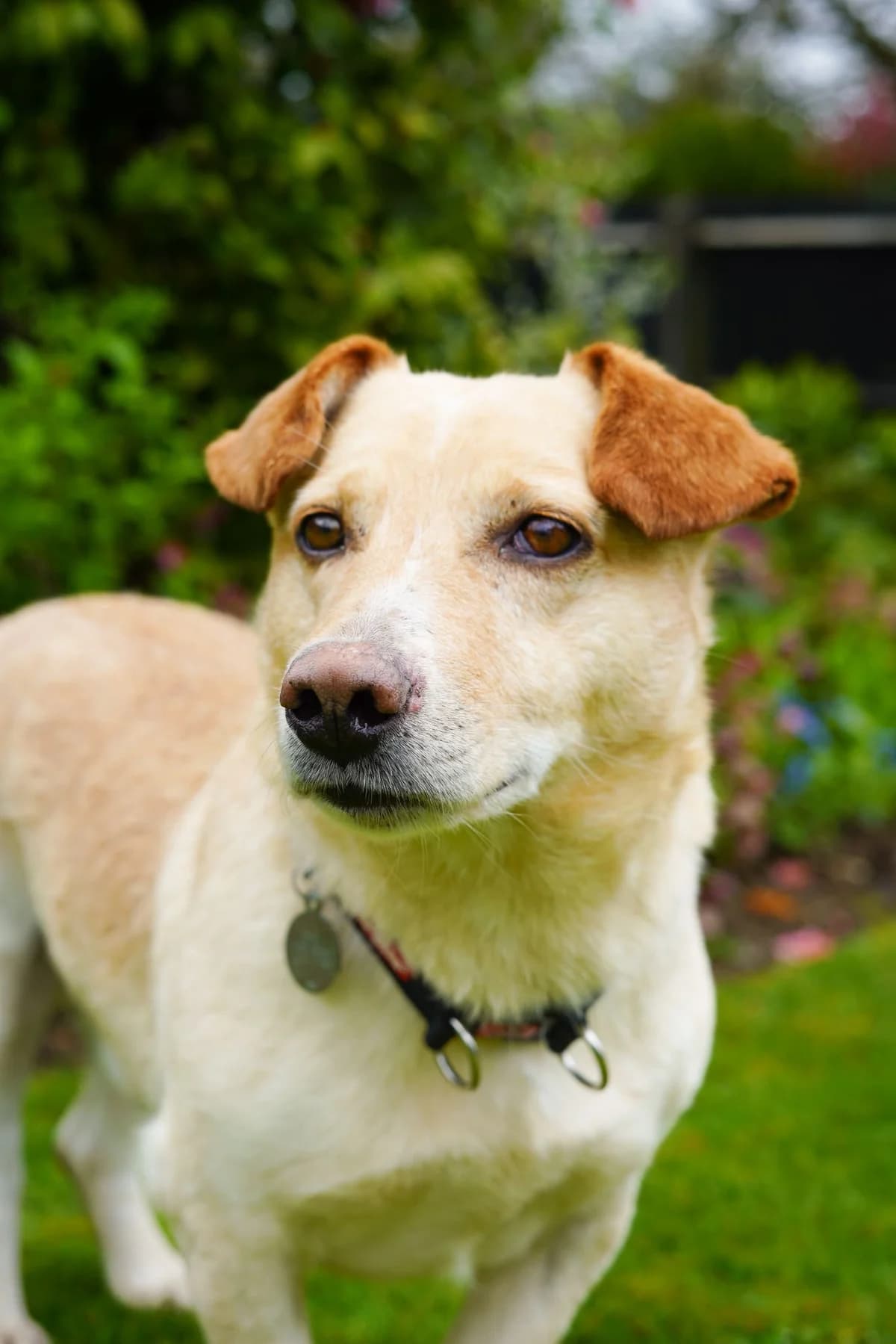 Fantastic Fred, Mixed Breed (PennyPaws Rescue)