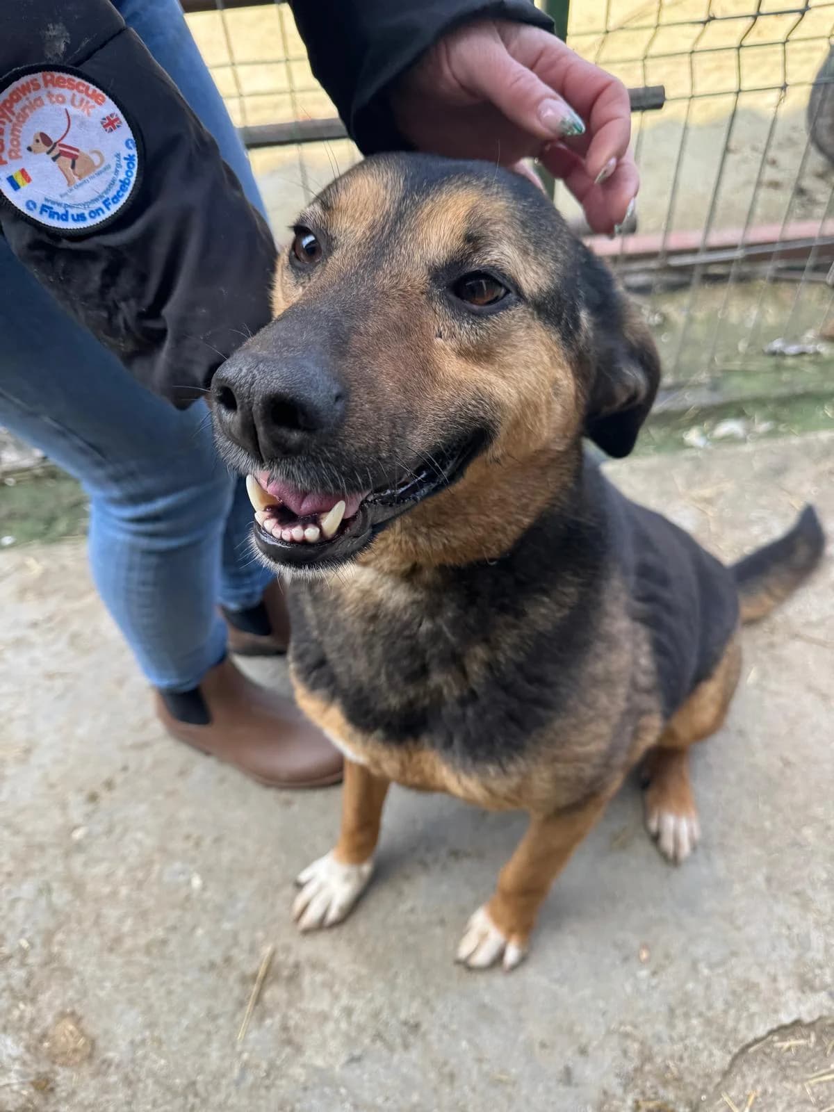 Harriet, Mixed Breed (PennyPaws Rescue)