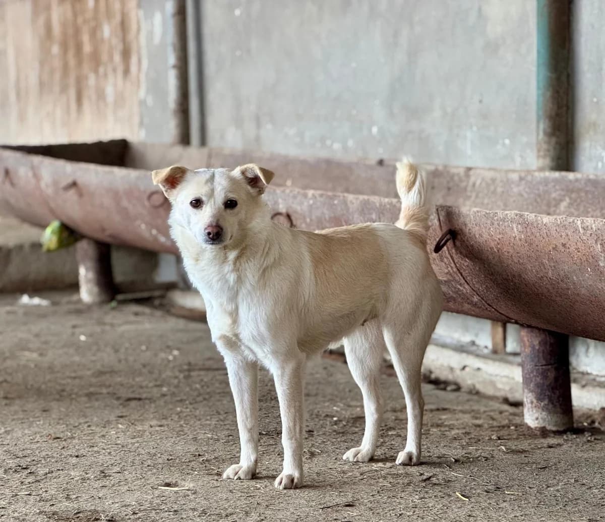 Rose, Mixed Breed (PennyPaws Rescue)
