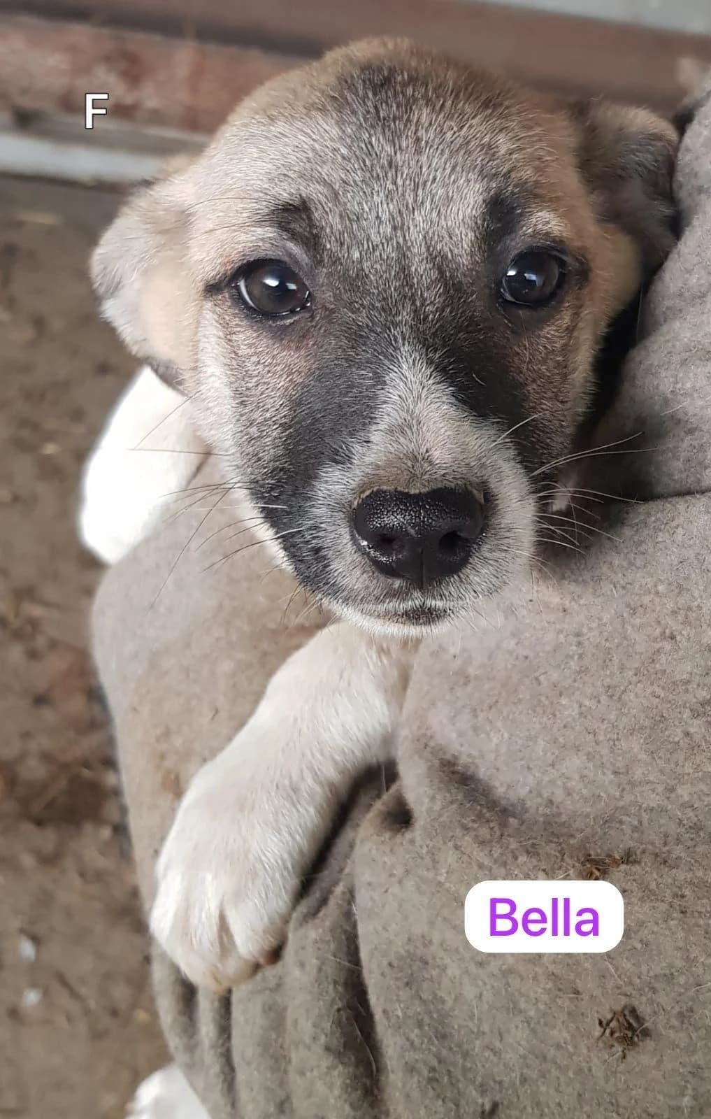 Bella, Mixed Breed (PennyPaws Rescue)