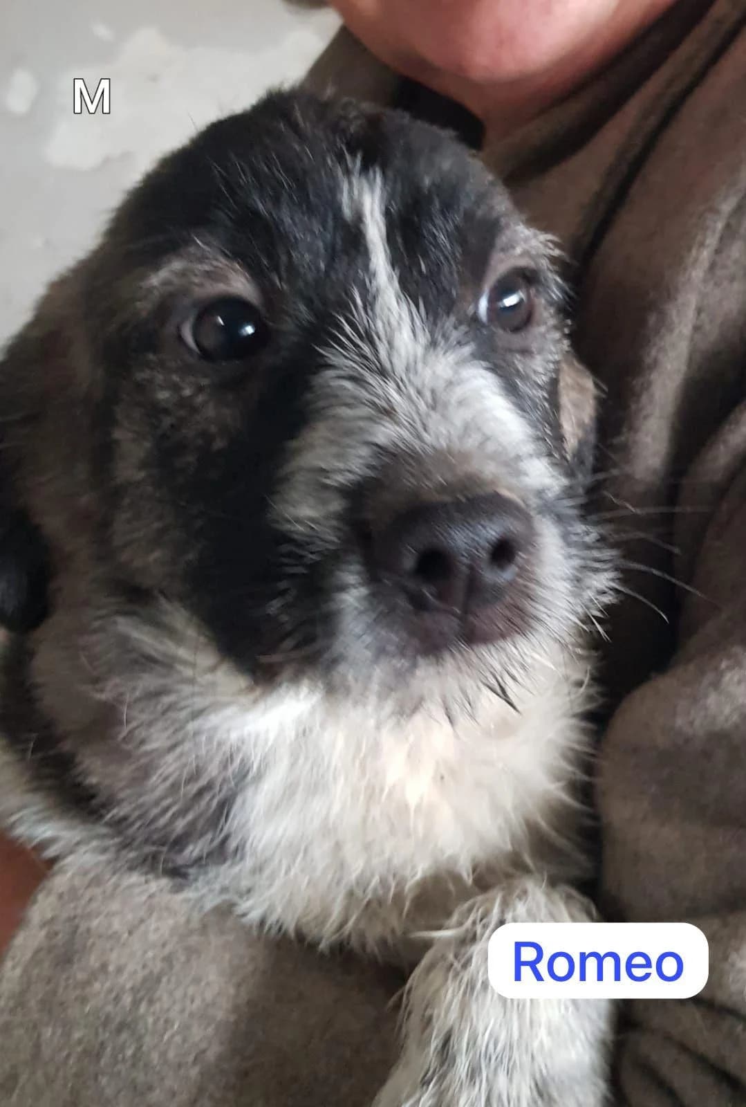 Romeo, Mixed Breed (PennyPaws Rescue)