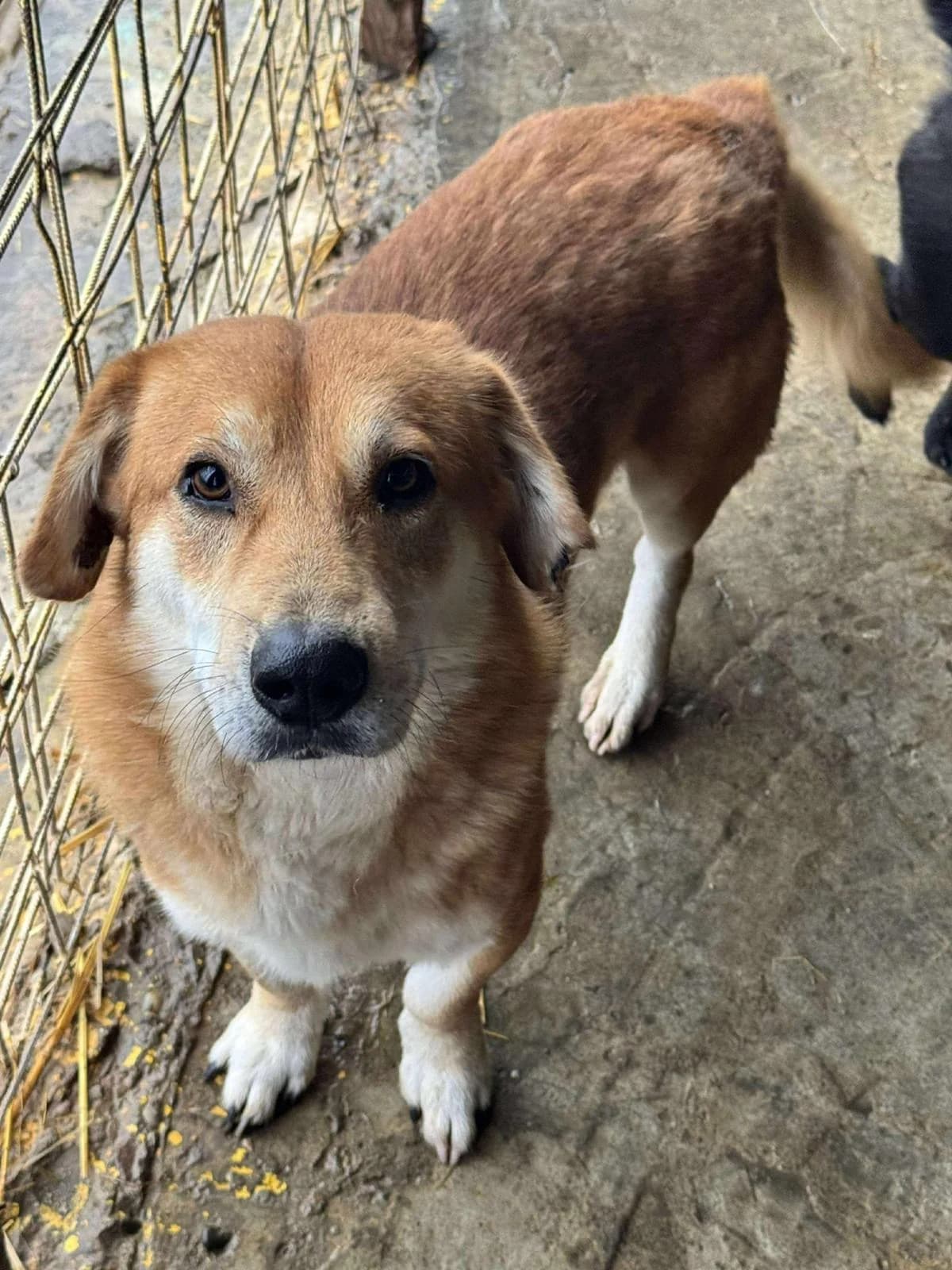 Thomas, Mixed Breed (PennyPaws Rescue)