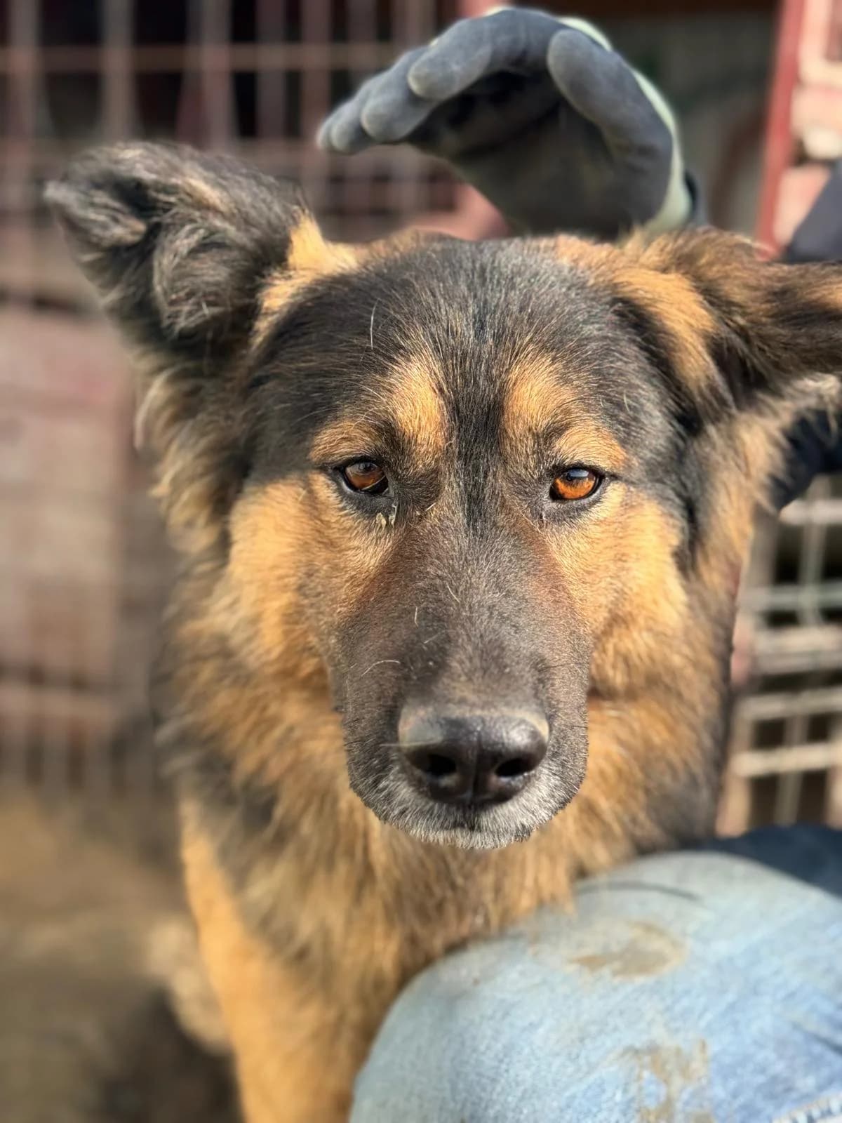 River, Mixed Breed (PennyPaws Rescue)