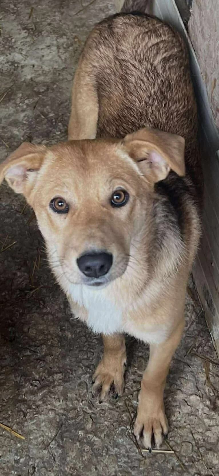 Mistletoe (Missy), Mixed Breed (PennyPaws Rescue)