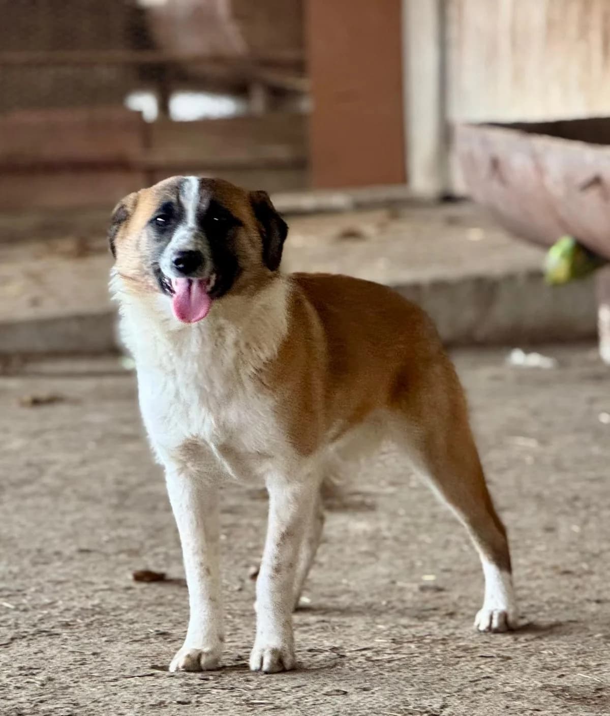 Valentina, Mixed Breed (PennyPaws Rescue)