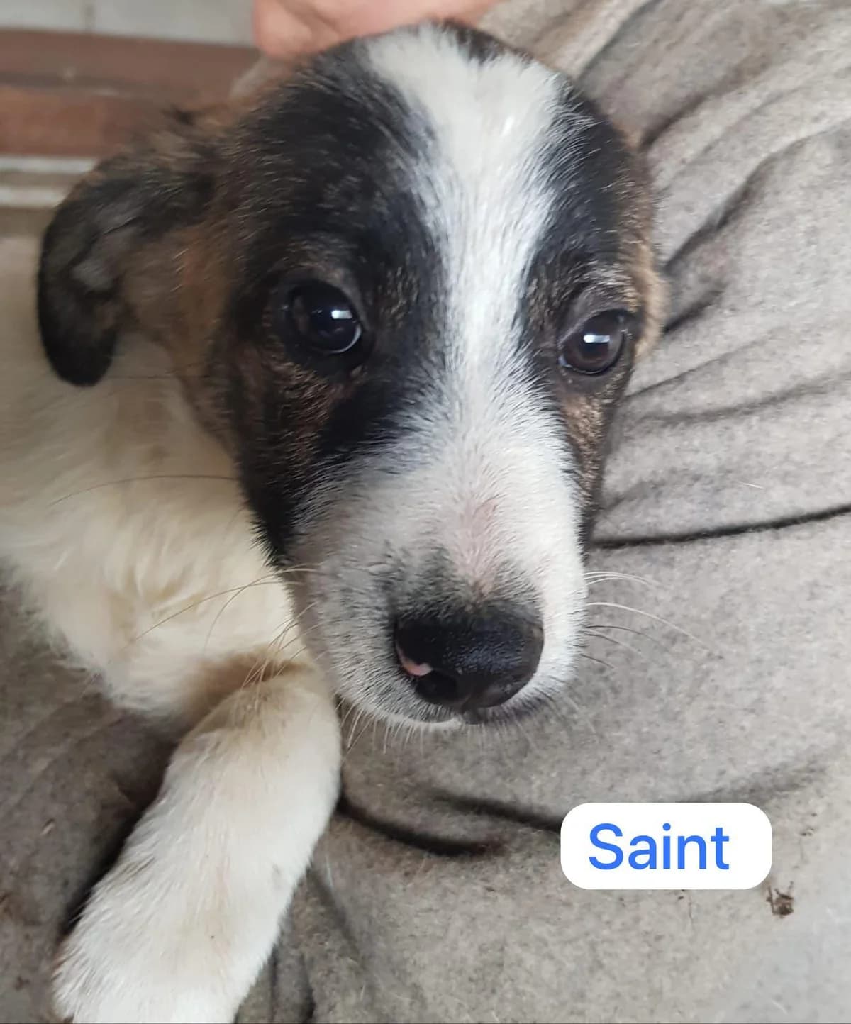 Saint, Mixed Breed (PennyPaws Rescue)