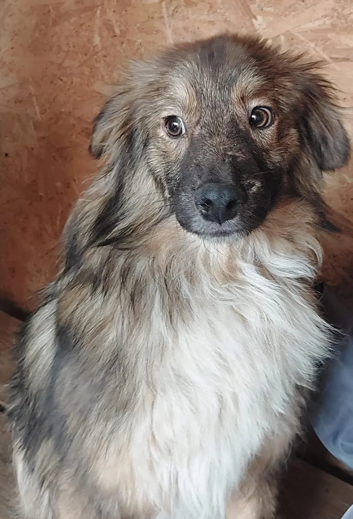 Chewy, Mixed Breed (PennyPaws Rescue)