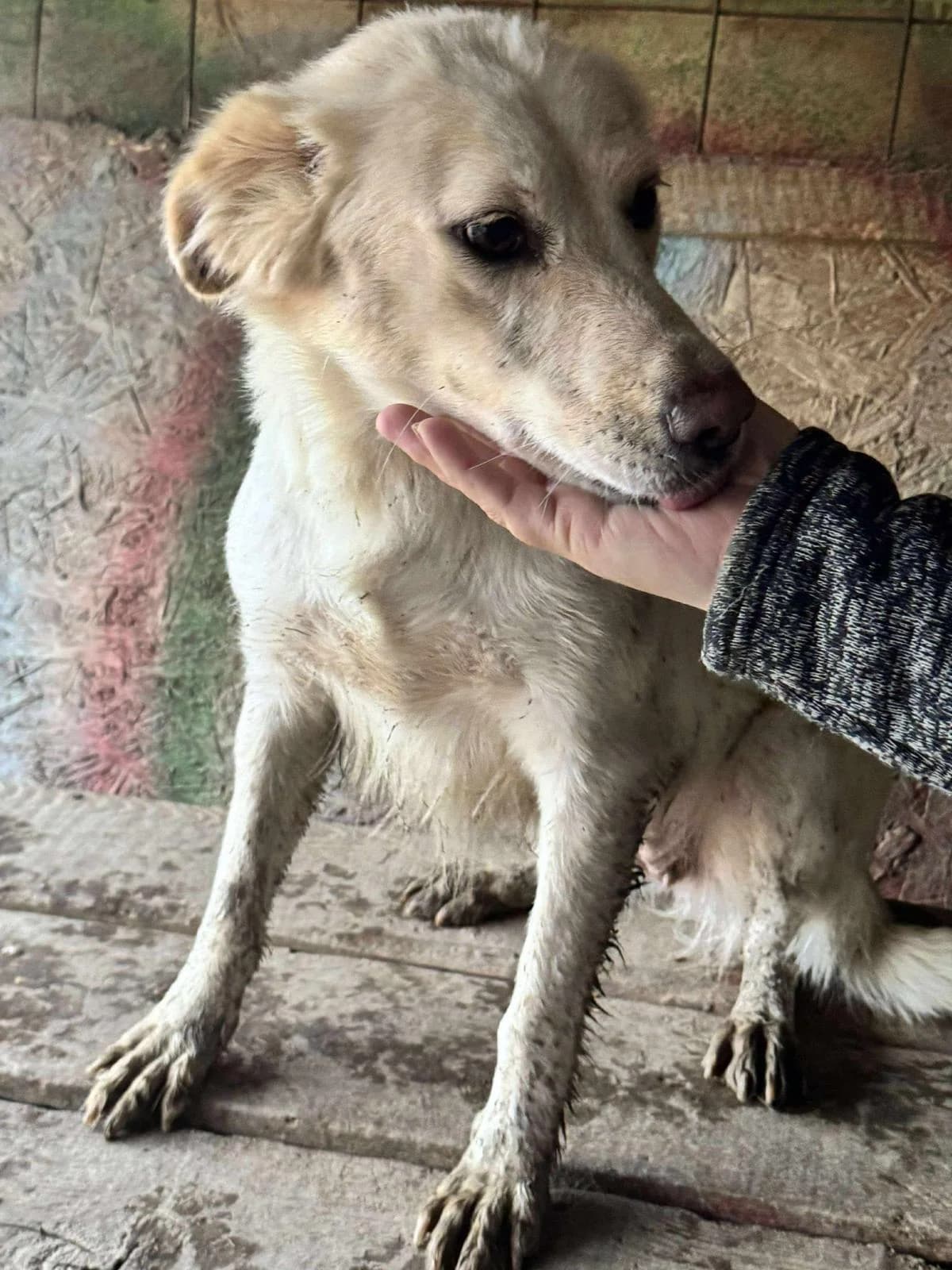 Kulala, Mixed Breed (PennyPaws Rescue)