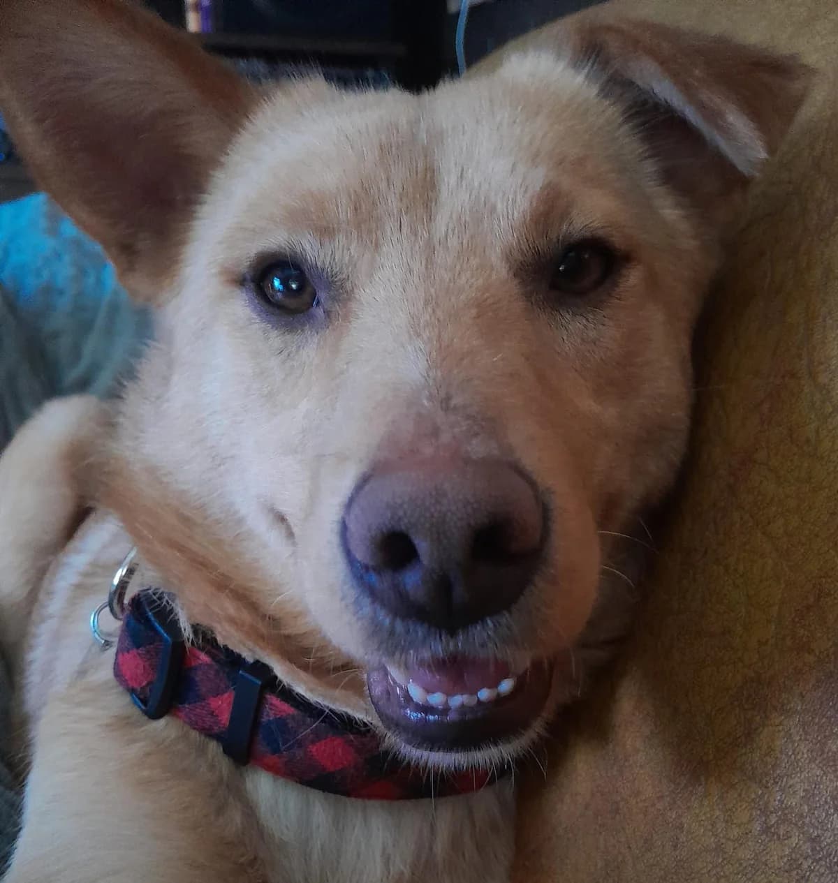 Figgy, Mixed Breed (PennyPaws Rescue)